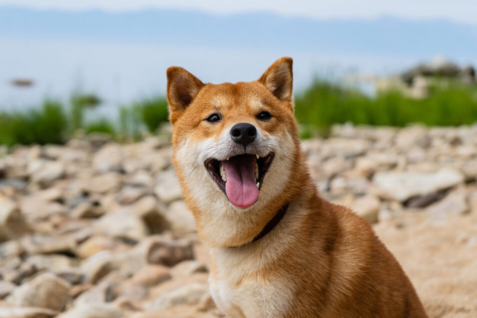 Profile Portrait of adorable Shiba inu male standing in the grass in summer time.
