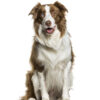 Sitting Border Collie panting, Cut-out